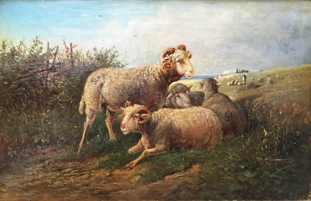 Grazing sheep